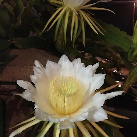 Appartamento Sunrise -